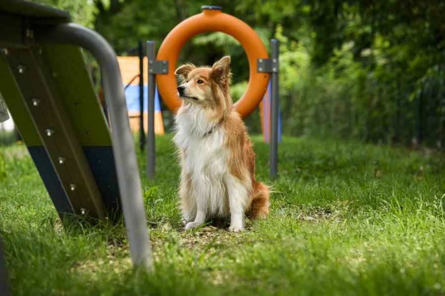 Dog Agility Area
