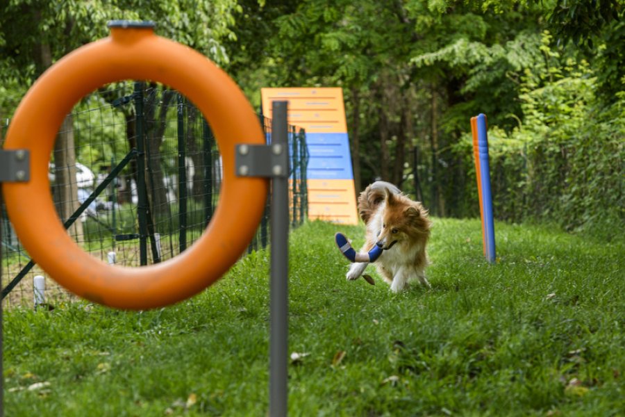 Dog Agility Area