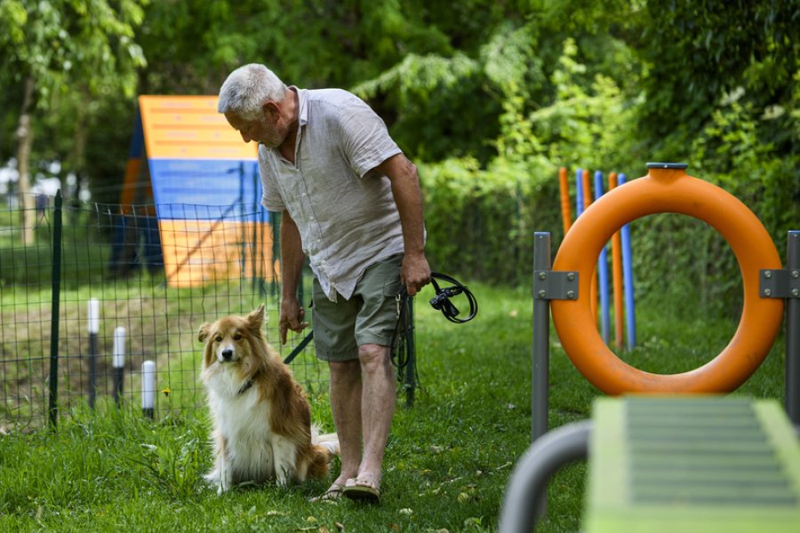 Dog Agility Area