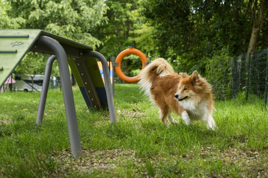 Dog Agility Area