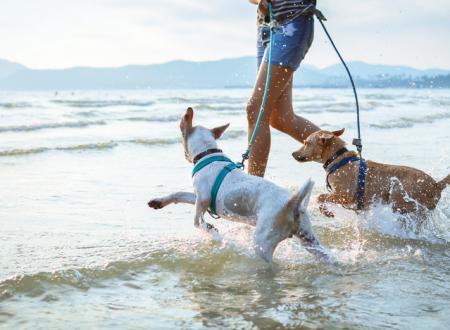 vacanza lago garda con cane 2