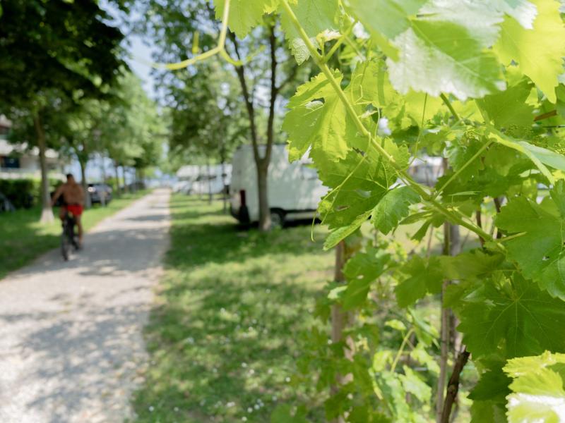 Piazzola Natural Green - Foto 6